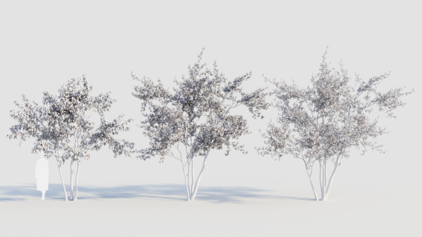Amelanchier lamarckii c