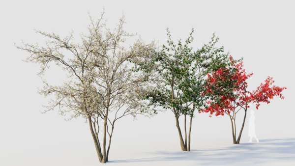 Amelanchier lamarckii c