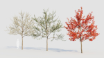 Amelanchier lamarckii d