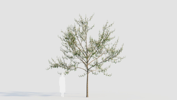 Amelanchier lamarckii d