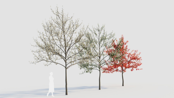 Amelanchier lamarckii d