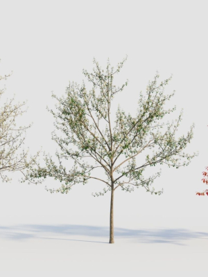 Amelanchier lamarckii d