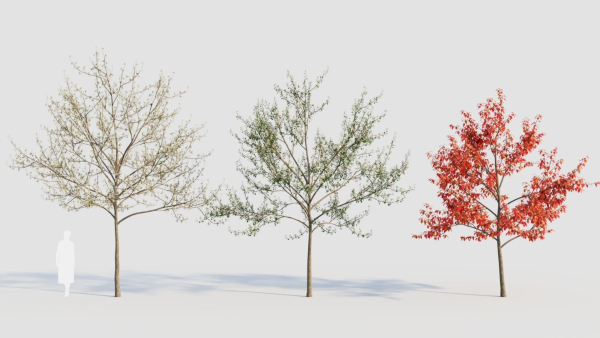 Amelanchier lamarckii d