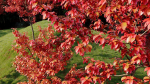 Amelanchier lamarckii d