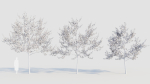 Amelanchier lamarckii d