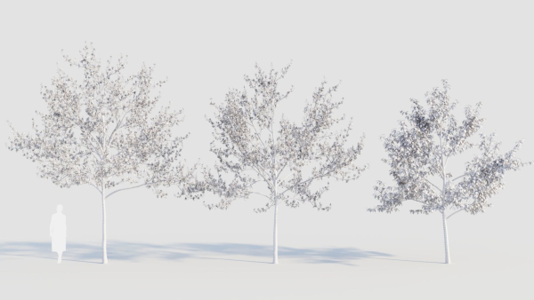 Amelanchier lamarckii d