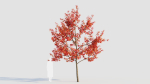 Amelanchier lamarckii d