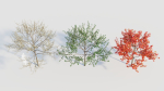 Amelanchier lamarckii d
