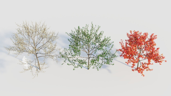 Amelanchier lamarckii d