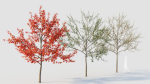 Amelanchier lamarckii d