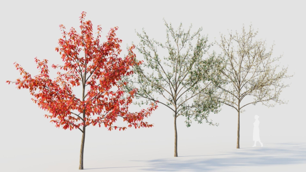 Amelanchier lamarckii d
