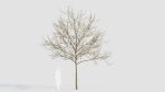 Amelanchier lamarckii d