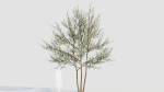 Amelanchier lamarckii e