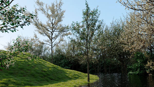 Amelanchier lamarckii e