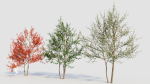 Amelanchier lamarckii e
