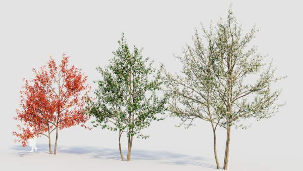 Amelanchier lamarckii e