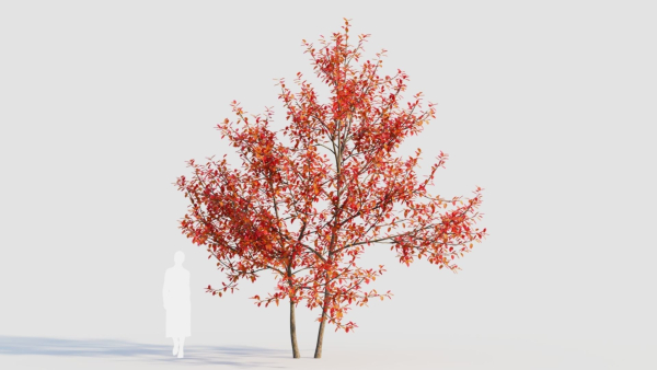 Amelanchier lamarckii e