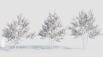 Amelanchier lamarckii e