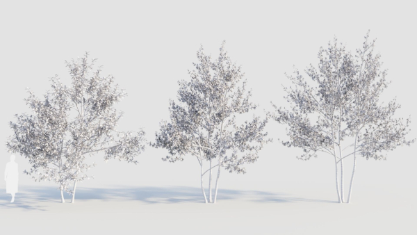 Amelanchier lamarckii e