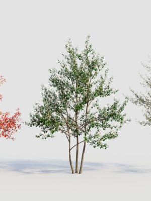 Amelanchier lamarckii e