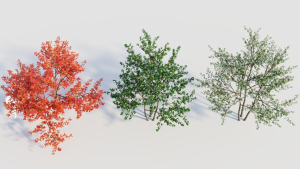 Amelanchier lamarckii e