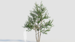 Amelanchier lamarckii e