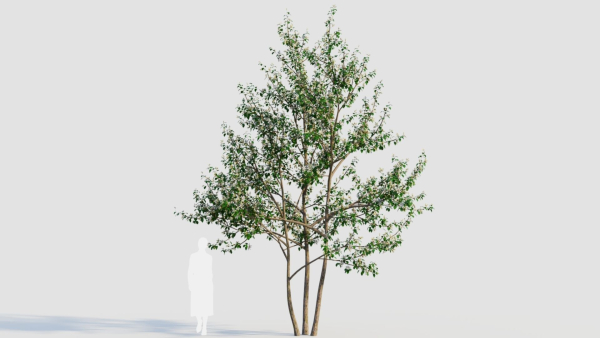 Amelanchier lamarckii e