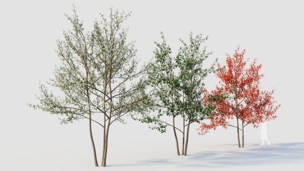 Amelanchier lamarckii e