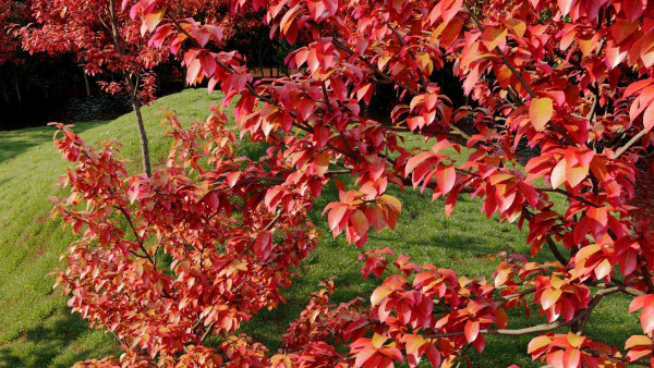 Amelanchier lamarckii e