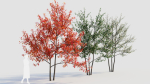 Amelanchier lamarckii e