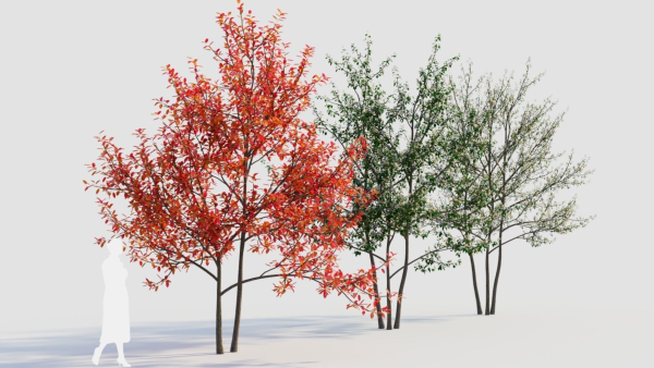 Amelanchier lamarckii e