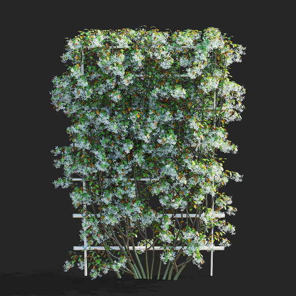 Amelanchier lamarckii flowering pleached