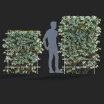 Amelanchier lamarckii flowering pleached