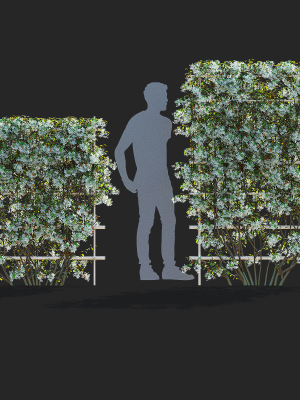 amelanchier-lamarckii-flowering-pleached-3d-model-17a3c12dde