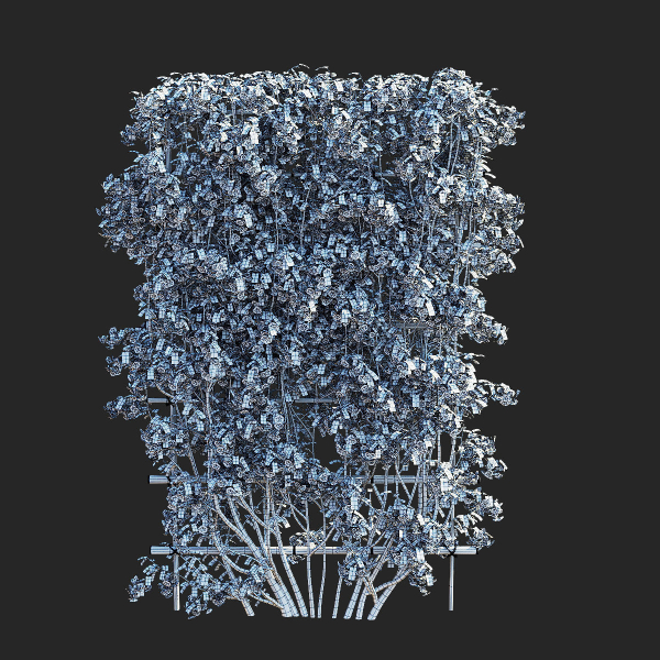 Amelanchier lamarckii flowering pleached