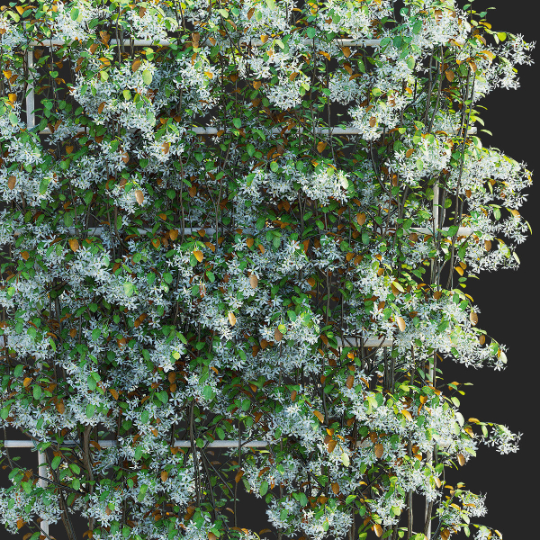 Amelanchier lamarckii flowering pleached