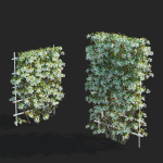 Amelanchier lamarckii flowering pleached