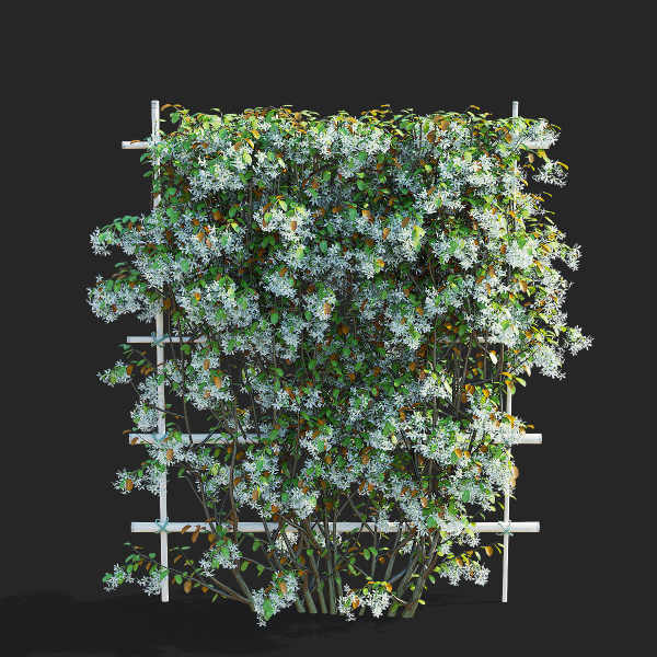 Amelanchier lamarckii flowering pleached