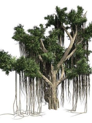 american-sycamore-chinese-banyan-tree-bundle-3d-model-low-poly-max-obj