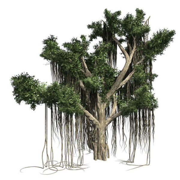 American Sycamore - Chinese Banyan Tree Bundle