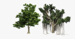 American Sycamore - Chinese Banyan Tree Bundle