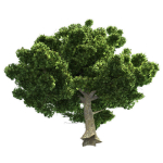 American Sycamore - Chinese Banyan Tree Bundle