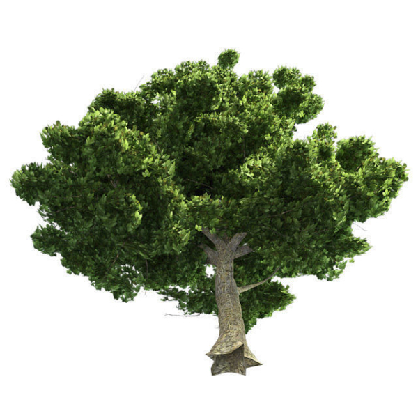 American Sycamore - Chinese Banyan Tree Bundle