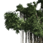 American Sycamore - Chinese Banyan Tree Bundle