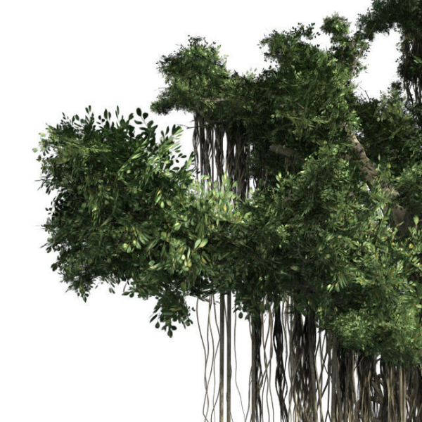 American Sycamore - Chinese Banyan Tree Bundle