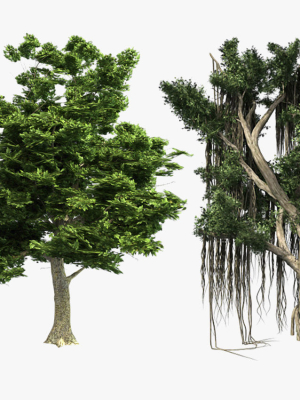 American Sycamore - Chinese Banyan Tree Bundle