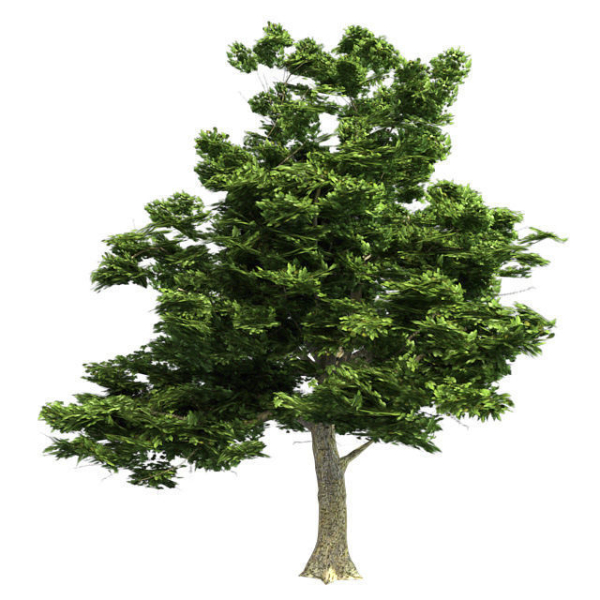 American Sycamore - Chinese Banyan Tree Bundle