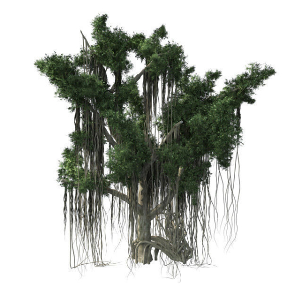 American Sycamore - Chinese Banyan Tree Bundle