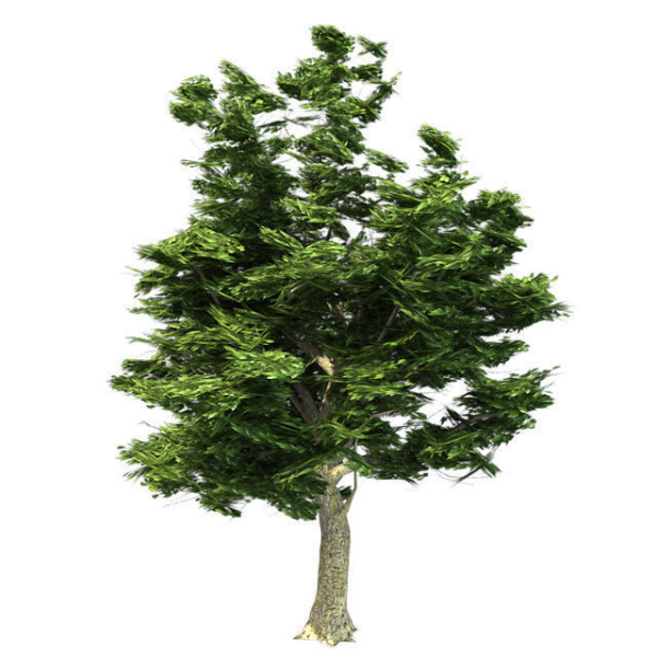 American Sycamore - Chinese Banyan Tree Bundle