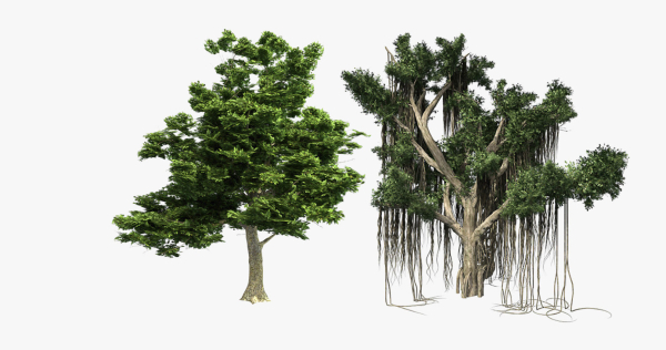 American Sycamore - Chinese Banyan Tree Bundle